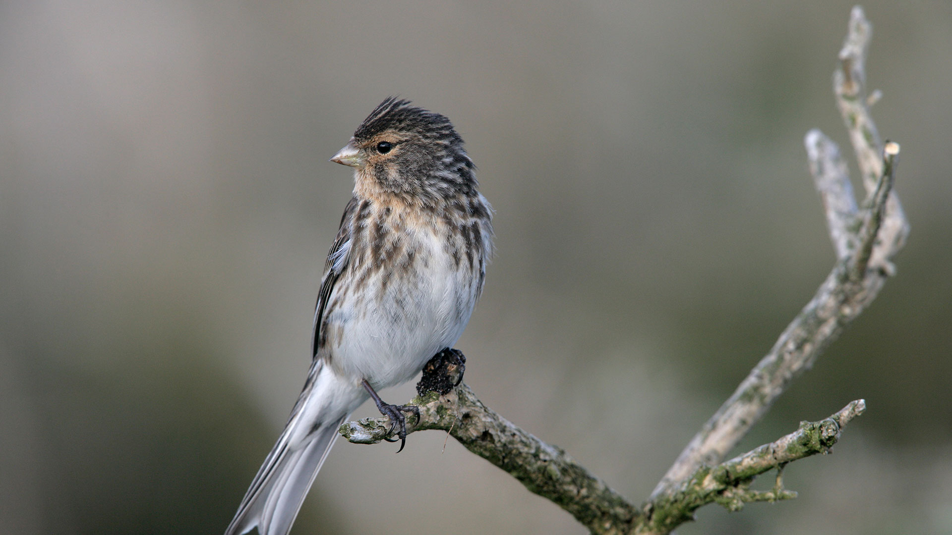 Image of a Twite