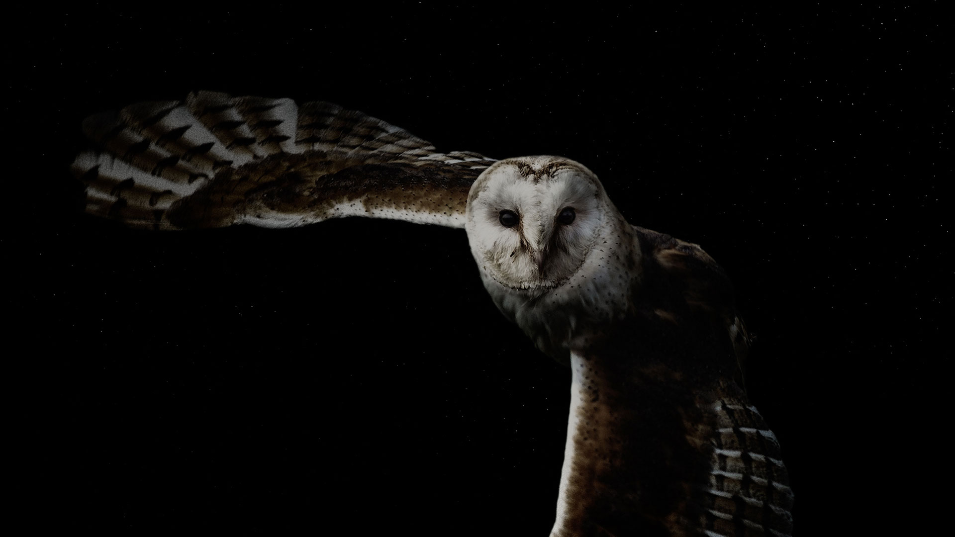 Owl in flight at night