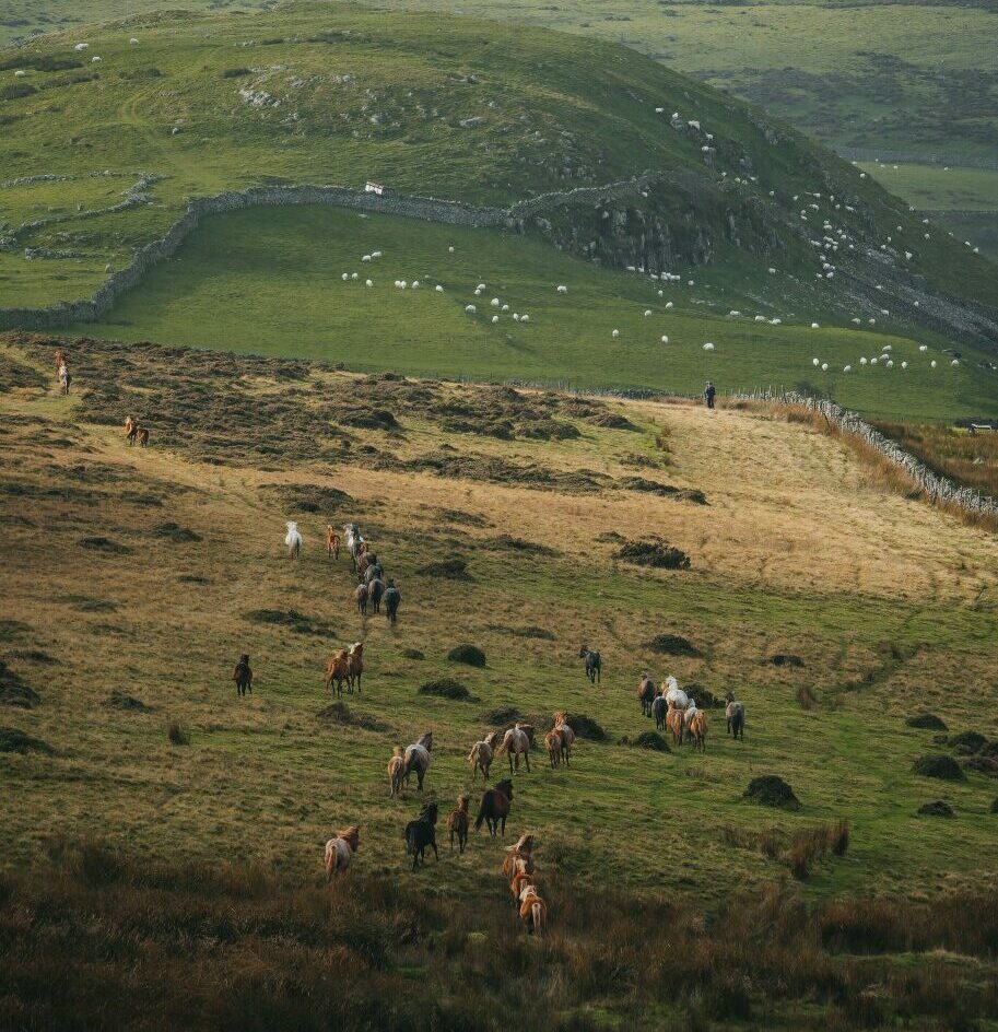 Annual Pony Gathering on the Carneddau